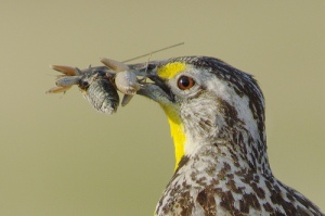 bird eating insect